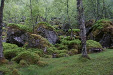 Rossdalen-22-13