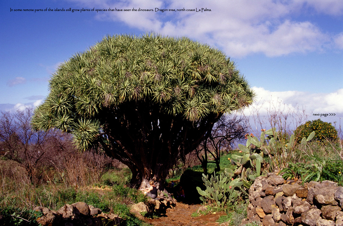 Canarias-16