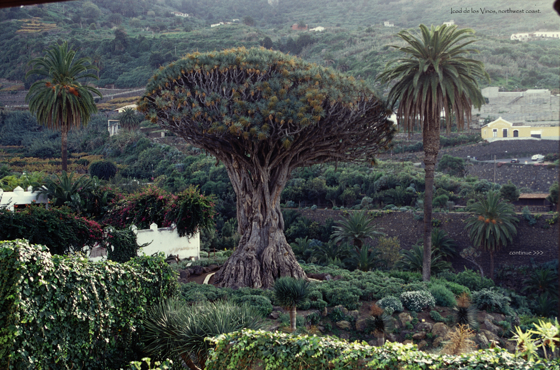 Tenerife-11