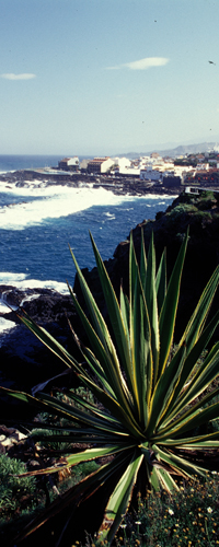Tenerife-12-vl